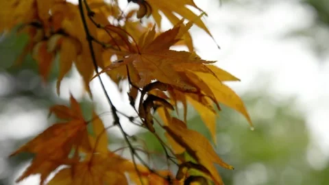 Autumn Stock-Footage 316087420