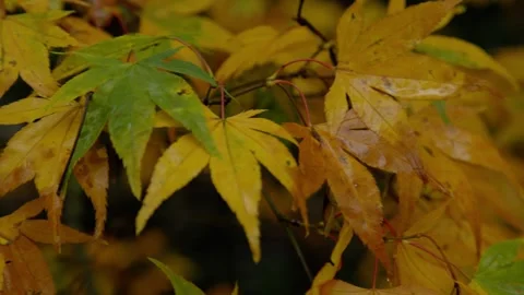 Autumn Stock-Footage 316087476
