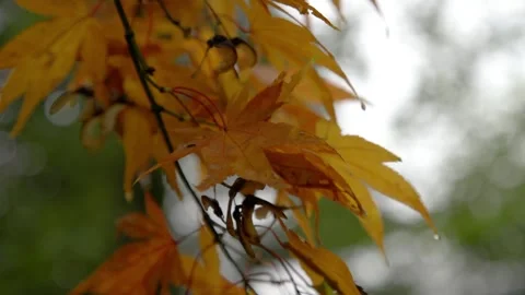 Autumn Stock-Footage 316087484