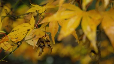 Autumn Stock-Footage 316087500
