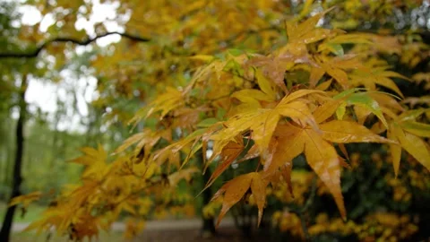 Autumn Stock-Footage 316087508