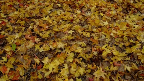 Autumn Stock-Footage 316087571