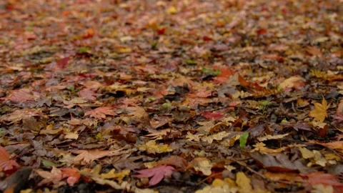 Autumn Stock-Footage 316087612
