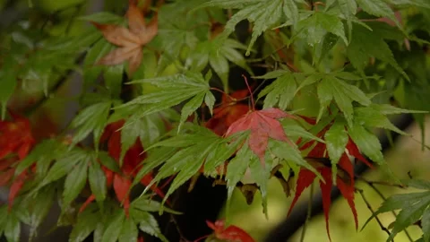 Autumn Stock-Footage 316087634