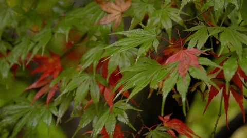 Autumn Stock-Footage 316087636