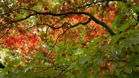 Autumn Stock-Footage 316087651