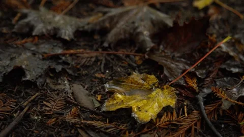 Autumn Stock-Footage 316087665