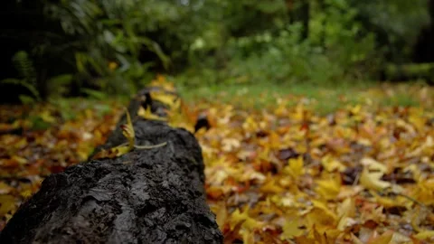 Autumn Stock-Footage 316087752