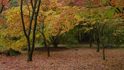 Autumn Stock-Footage 316087753