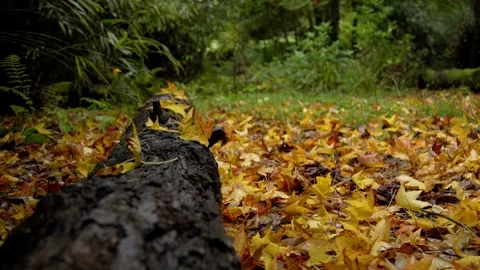 Autumn Stock-Footage 316087760