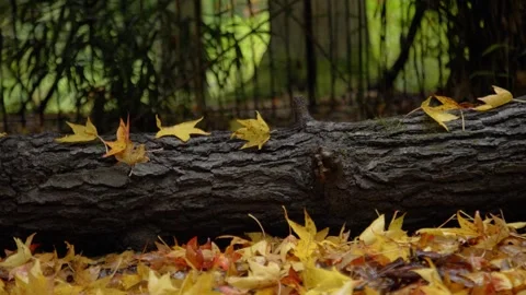 Autumn Stock-Footage 316087764