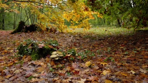 Autumn Stock-Footage 316087820