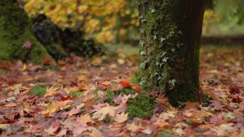 Autumn Stock-Footage 316087821