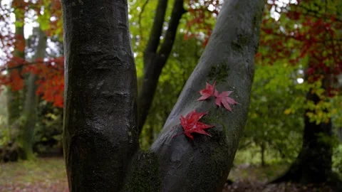 Autumn Stock-Footage 316087822
