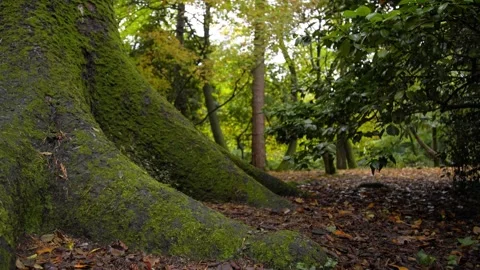 Autumn Stock-Footage 316087823