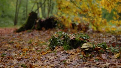 Autumn Stock-Footage 316087832