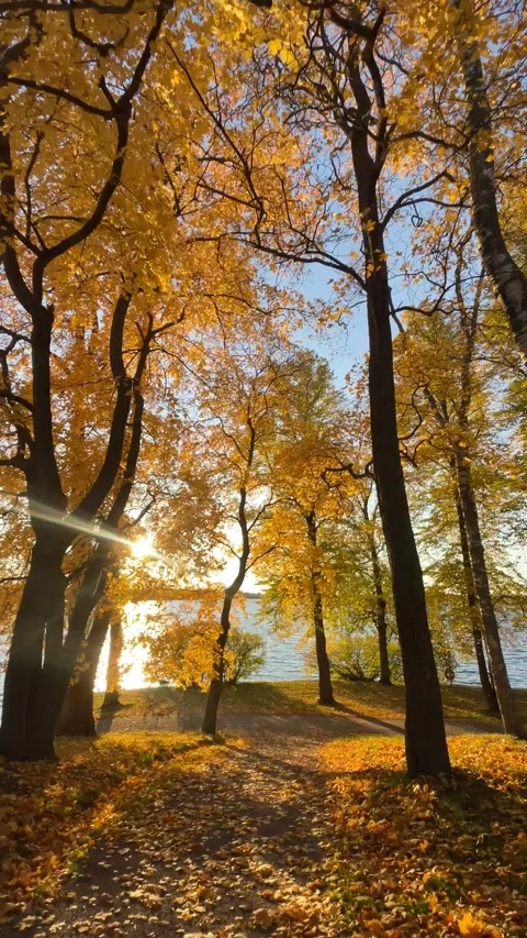 AUTUMN Stock Footage 322941906