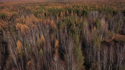 Autumn 스톡 동영상 326406801