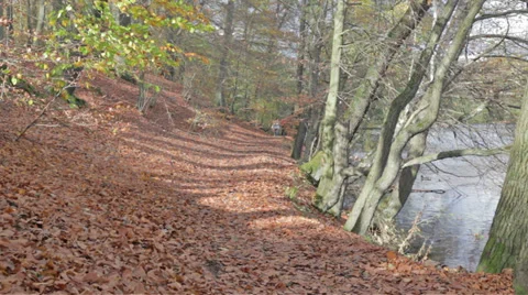 Autumn footpath Stock Footage 32238195
