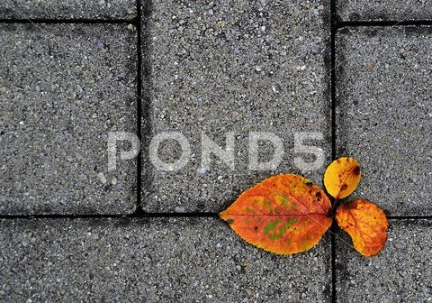 Autumn footpath Stock Photos