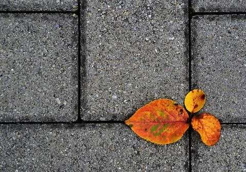 Autumn footpath Stock Photos