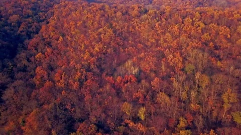 Autumn forest 01 Stock Footage 84578509