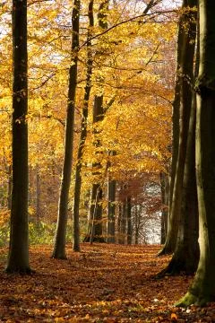 Autumn forest - 01 Stock Photos