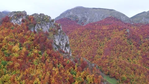 Autumn forest 02 Stock Footage 147175677