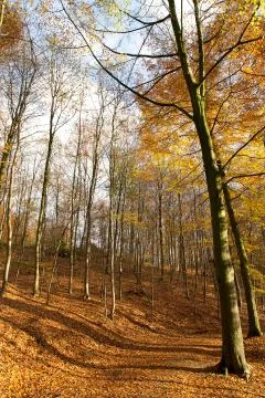 Autumn forest - 02 Stock Photos