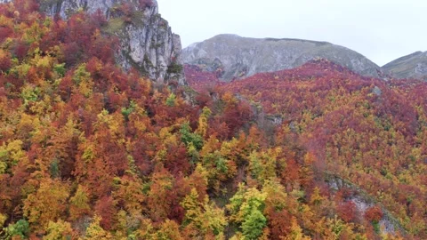 Autumn forest 03 Stock Footage 147200559