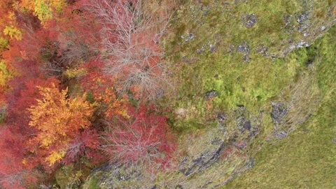 Autumn forest 04 Stock Footage 147199416