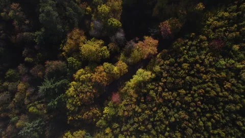 Autumn forest 04 - top down shot 動画素材 287298089