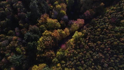 Autumn forest 05 - top down shot, tilting up at the end 動画素材 287298852