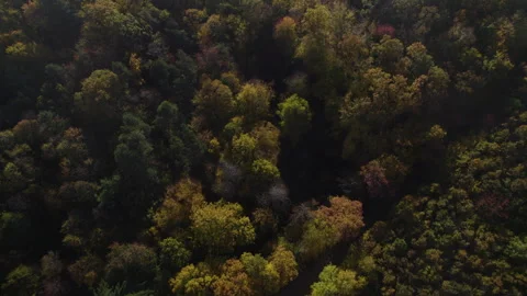 Autumn forest 07 - top down shot Video stock 287303903