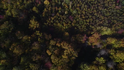 Autumn forest 08 - top down shot 動画素材 287302195