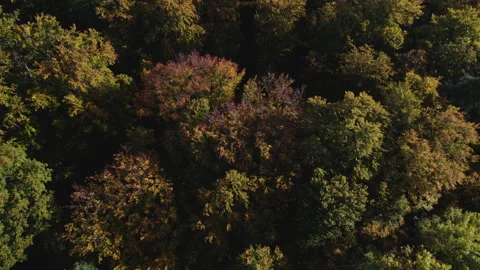 Autumn forest 10 - top down shot 動画素材 287305459