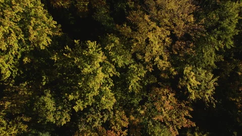 Autumn forest 11 - top down shot Video stock 287303920