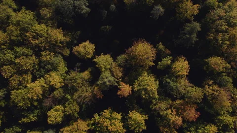 Autumn forest 12 - top down shot turning 動画素材 287305949