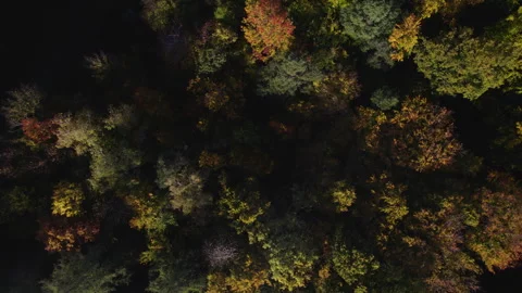 Autumn forest 15 - top down shot Video stock 287306342