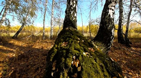Autumn forest 2 Stock Footage 8778282