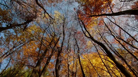 Autumn Forest 360 panorama Stock Footage 34056907