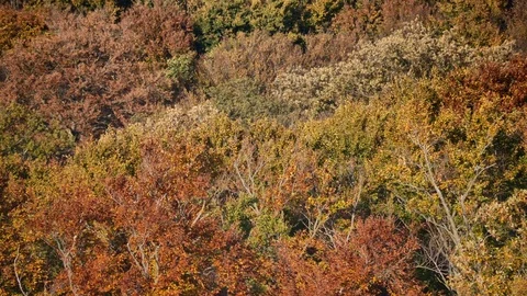 Autumn Forest 4K Stock Footage 81311059