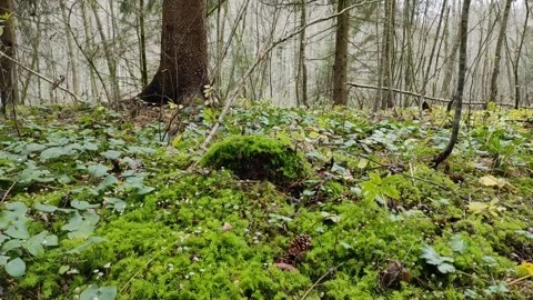 Autumn in the forest 4K Stock Footage 291477689