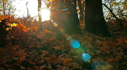 Autumn forest. 4K. FULL HD, 4096x2304. Stock Footage 34192903