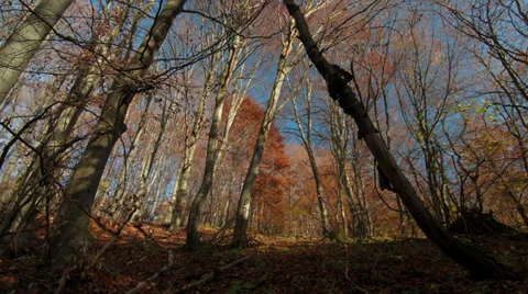Autumn Forest 4k shadows time lapse Stock Footage 33985936
