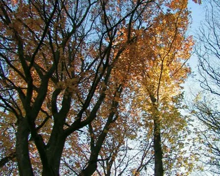 Autumn forest. #55 Stock Footage 10735426