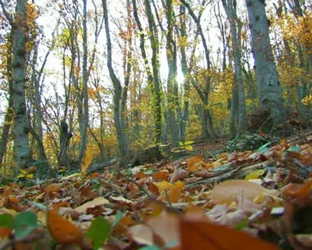 Autumn forest. #57 Video stock 10735439