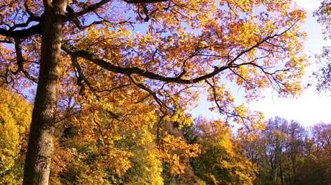 Autumn forest in Abbaye de Maredsous. Stock Footage 35155413