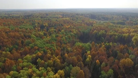 Autumn forest from above. Stock-Footage 69917843
