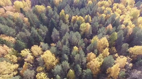 Autumn forest from above. 動画素材 69918398